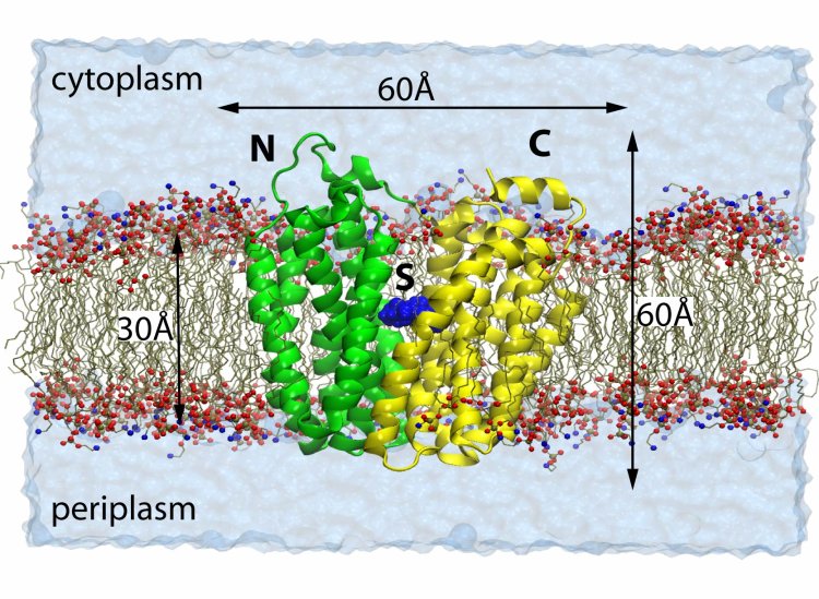 Lactose permease