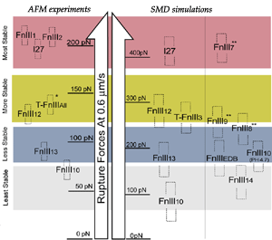 Mechanical stability of FN modules