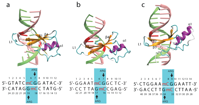 mbd_dna