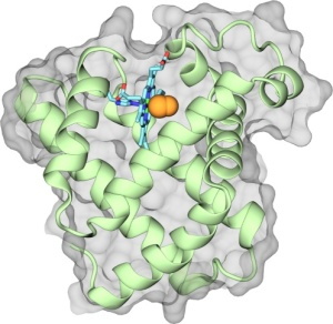 Myoglobin with CO