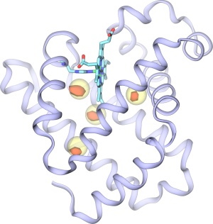 Myoglobin