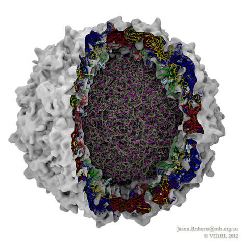 cutaway representation of a complete polio virus