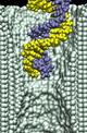 dsDNA in 2.0-nm-diameter pore at 2.6V