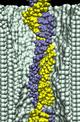 dsDNA in 2.0-nm-diameter pore at 3.2V