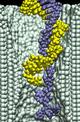 dsDNA in 2.0-nm-diameter pore at 3.9V