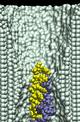 dsDNA in 2.0-nm-diameter pore at 6.5V