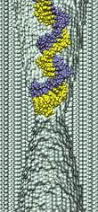 dsDNA in 2.-nm-diameter pore at 4V