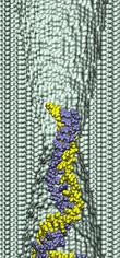 dsDNA in 2.0-nm-diameter pore at 5V