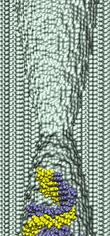 dsDNA in 2.0-nm-diameter pore at 6V