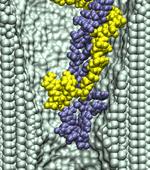 dsDNA in a 2.0-nm-diameter pore at pH 4.0