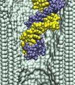 dsDNA in a 2.0-nm-diameter pore at pH 4.5