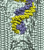 dsDNA in a 2.0-nm-diameter pore at pH 8.0