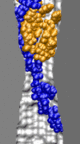 dsDNA in 1.4-nm-diameter pore at 6.5V