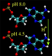 protonation of adenosine