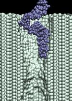 Electrophoresis of single
	  stranded DNA