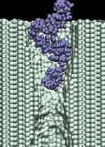 Electrophoresis of single stranded DNA