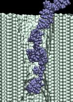 Electrophoresis of single stranded DNA