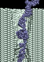 Electrophoresis of single stranded DNA