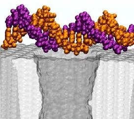 Electrophoresis of single stranded DNA