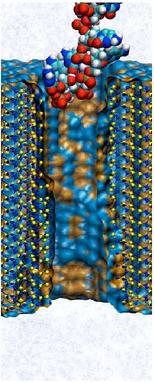 Electrophoresis of single stranded DNA