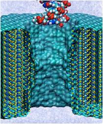 Electrophoresis of single stranded DNA