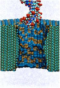 Electrophoresis of single stranded DNA