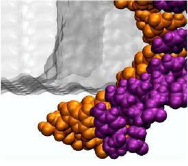 Electrophoresis of single stranded DNA