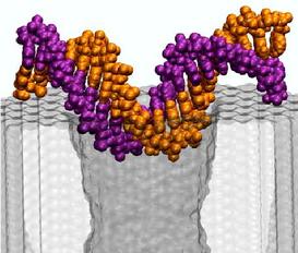 Electrophoresis of single stranded DNA