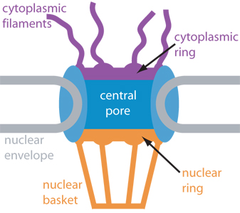 Nuclear Pore Complex