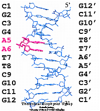 Base Numbering