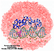 Estrogen Receptor