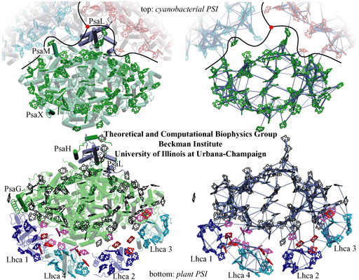 two PSI's and their chlorophyll networks. 1.