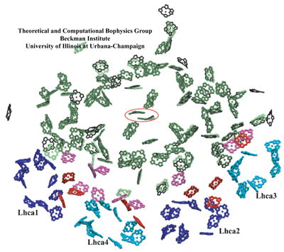 two PSI's and their chlorophyll networks. 2.