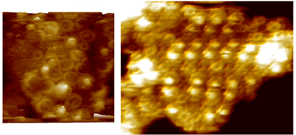 PSU - AFM.