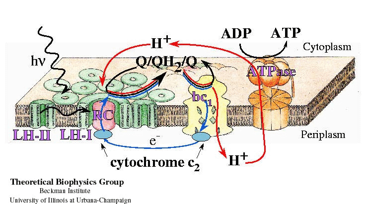 Processes Of Life