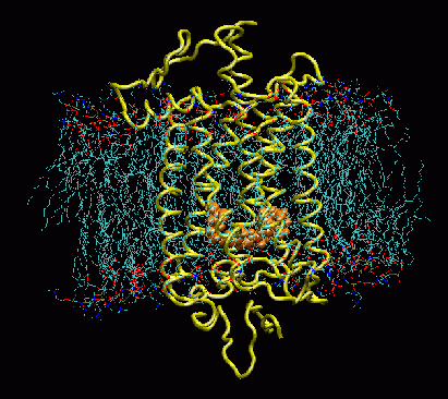 Rhodopsin embedded in membrane