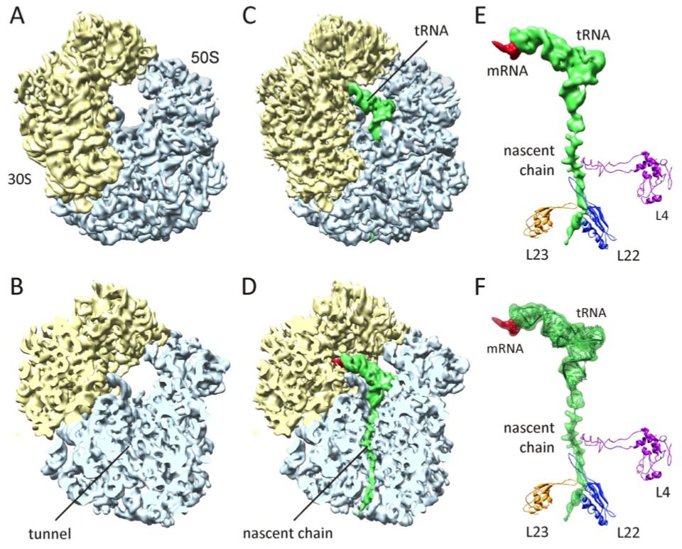 Cryo-EM structure of the 70S:TnaC complex