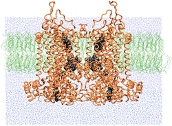 ATPase Synthase Overview