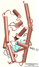 Ligand Binding Domain