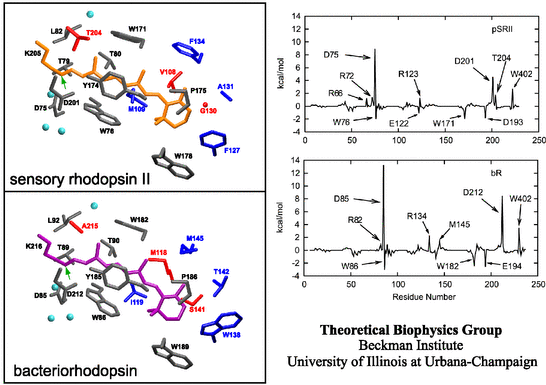 Sensory Rhodopsin Charts