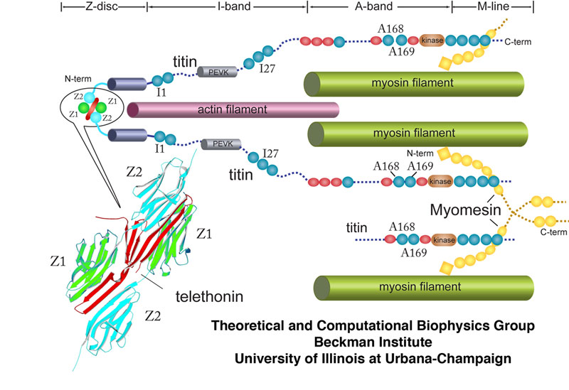 Titin Schematic