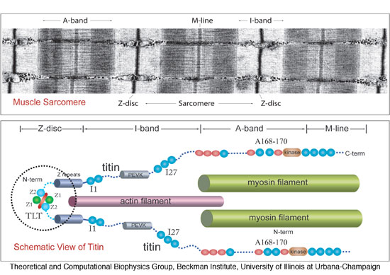 TITIN-OVERVIEW