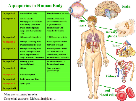 \begin{figure}\centerline{\includegraphics[width=4in]{pictures/human_map}}
\end{figure}