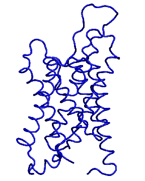 Aquaporin Structure