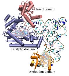 Image trna