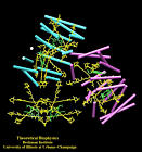 Peridinin-Chlorophyll-Protein of dinoflagellate