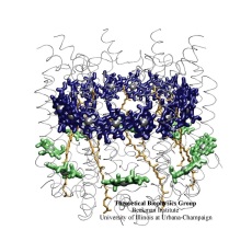 Light harvesting complex of purple bacteria