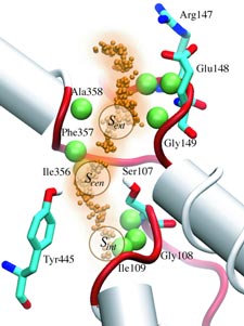 ClC Chloride Channel