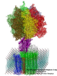 Fo-ATPase