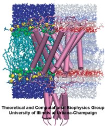 MscL in Membrane